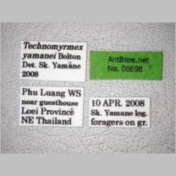 Technomyrmex yamanei Bolton, 2007 label