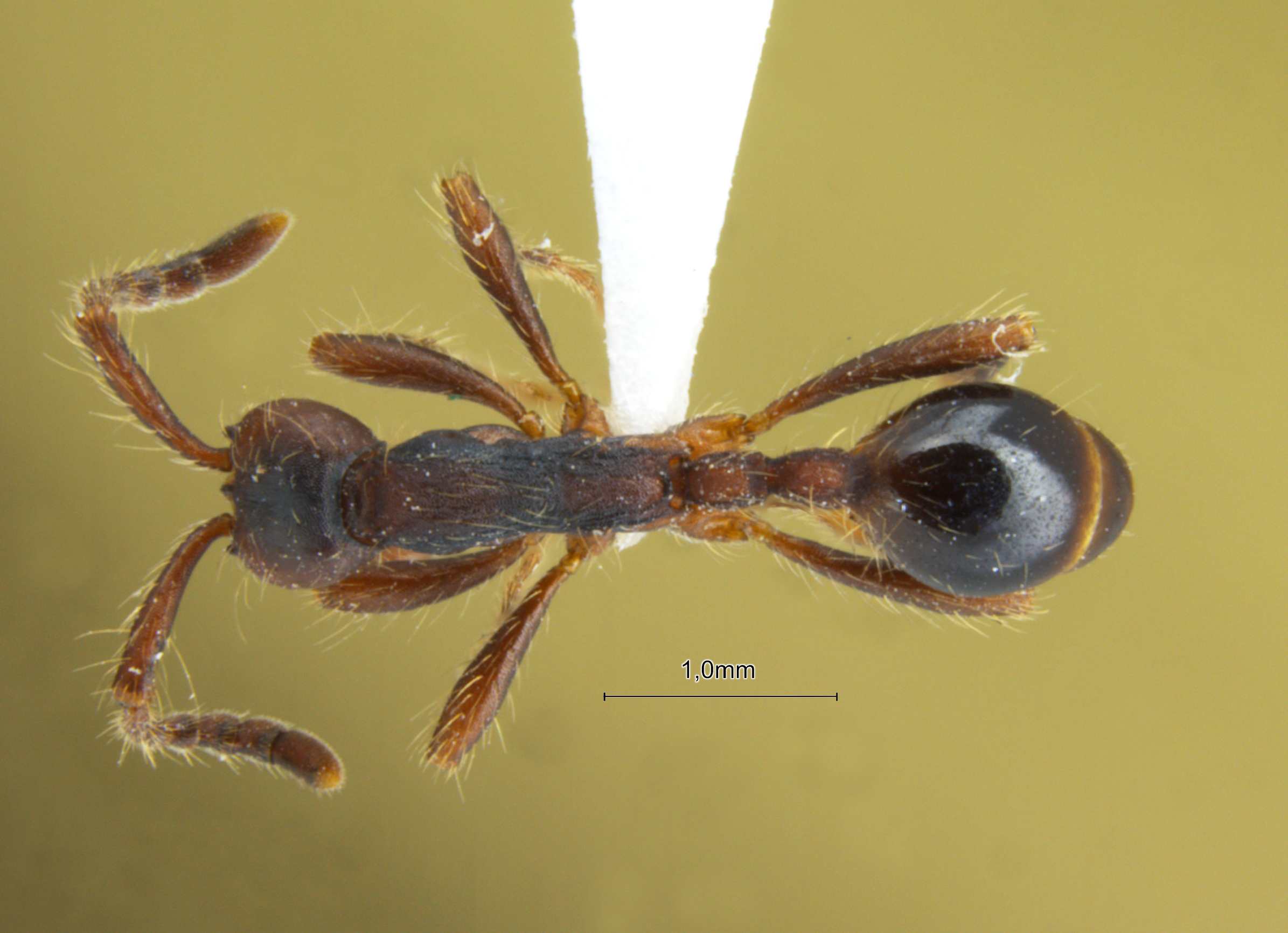 Aenictus aitkenii dorsal