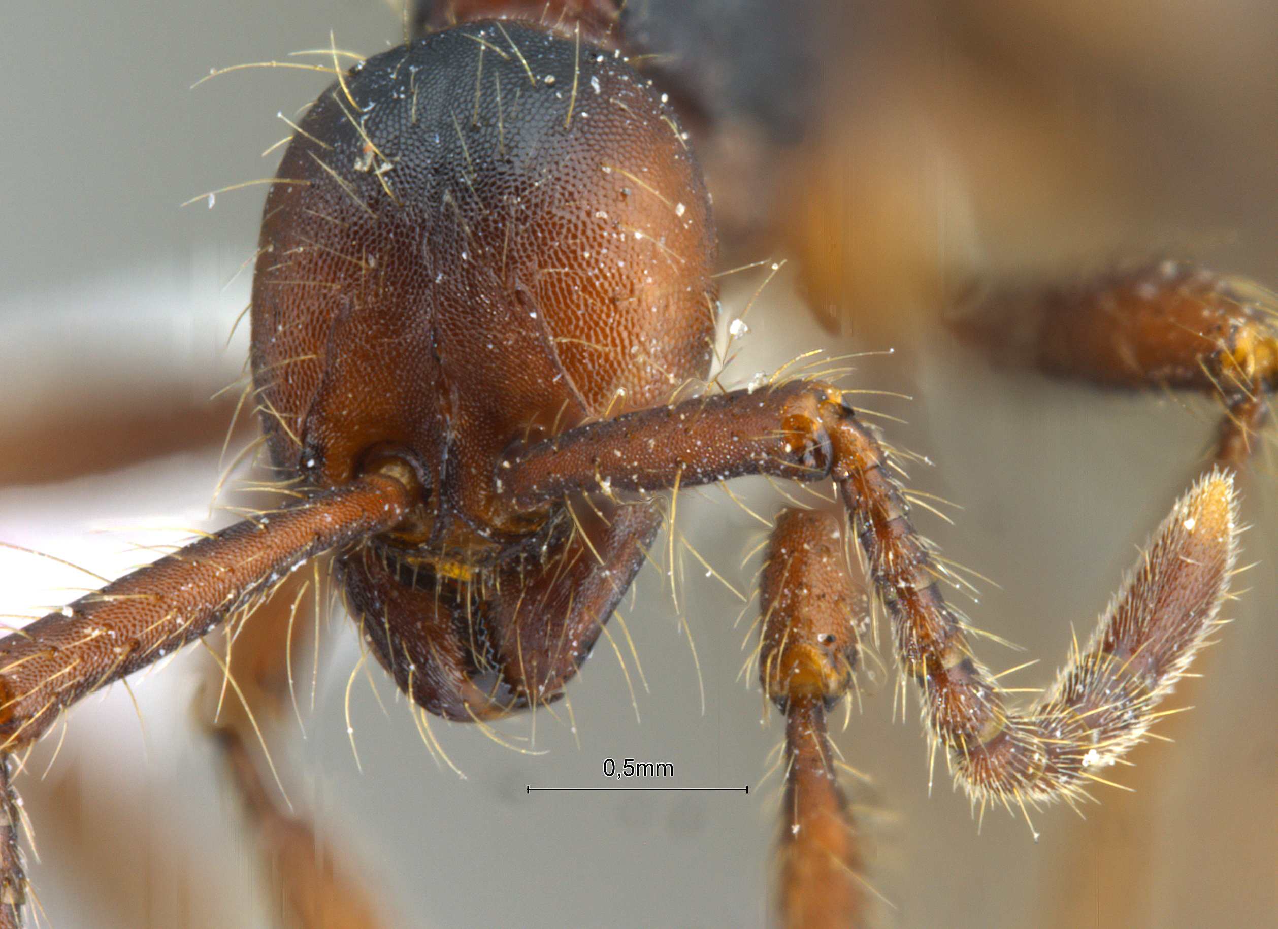 Aenictus aitkenii frontal