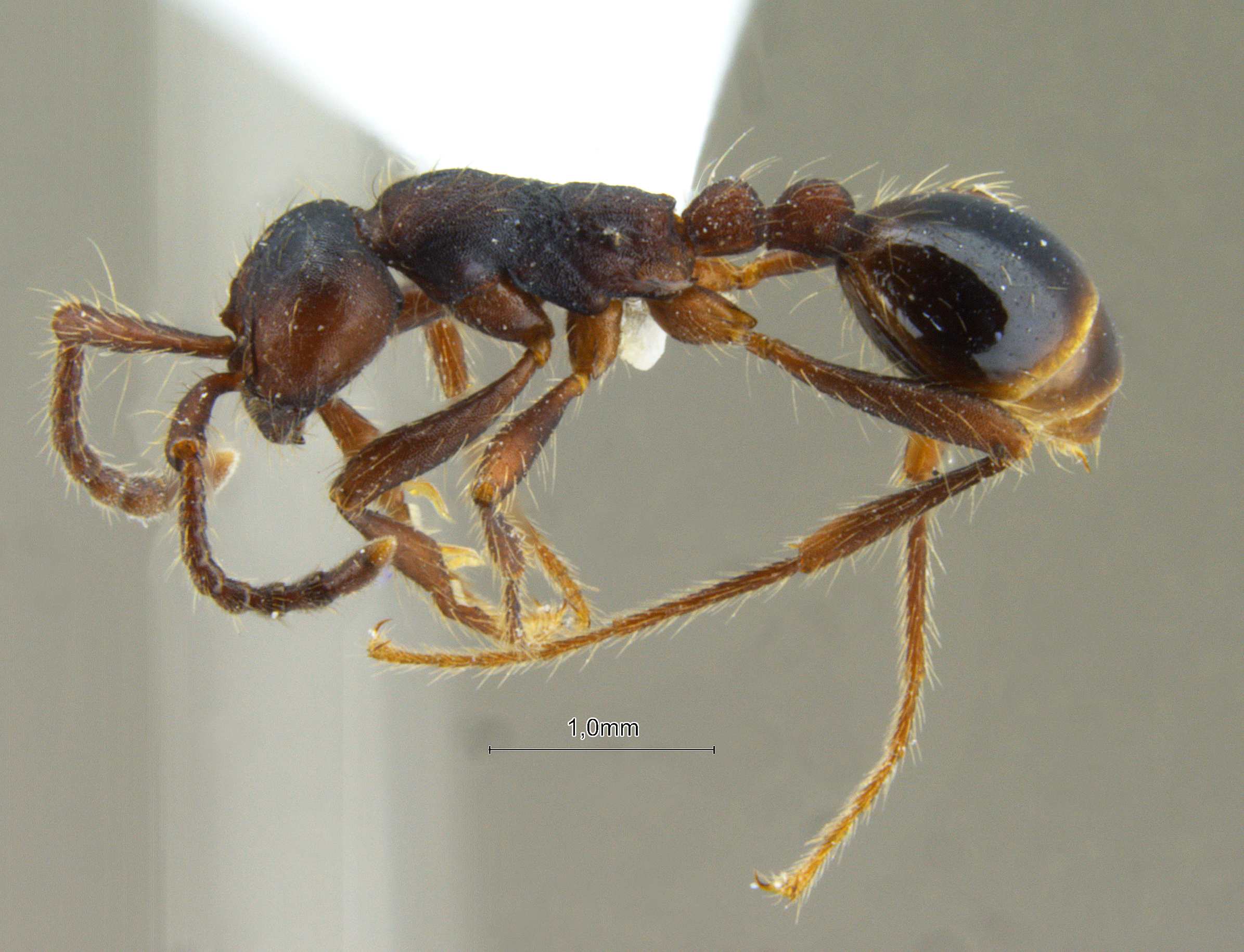 Aenictus aitkenii lateral