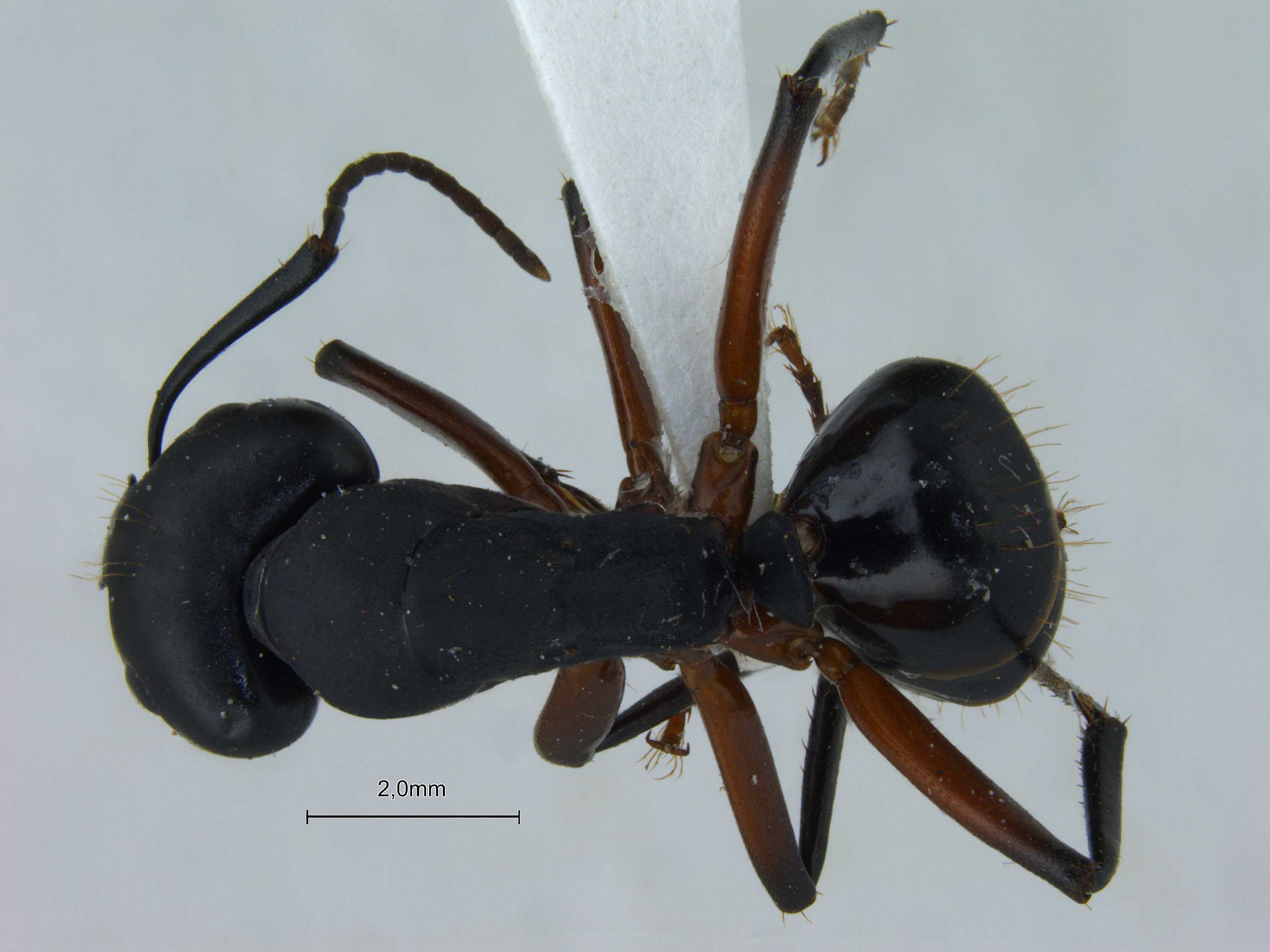 Camponotus himalayanus dorsal