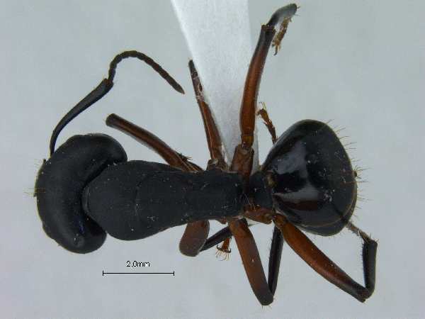Camponotus himalayanus dorsal