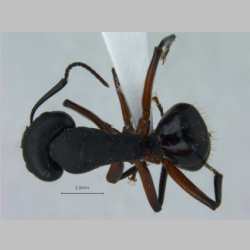 Camponotus himalayanus Forel, 1893 dorsal