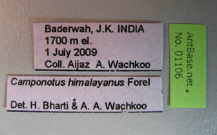 Camponotus himalayanus label