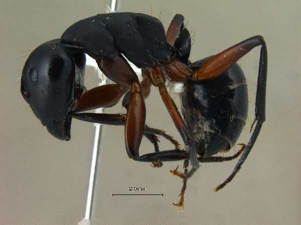 Camponotus himalayanus lateral