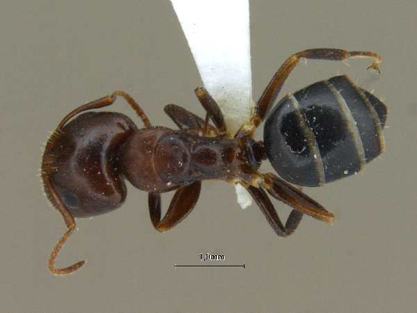 Camponotus nirvanae dorsal