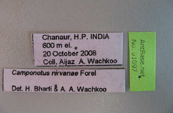 Camponotus nirvanae label