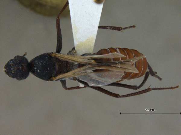 Cataglyphis longipedem male dorsal