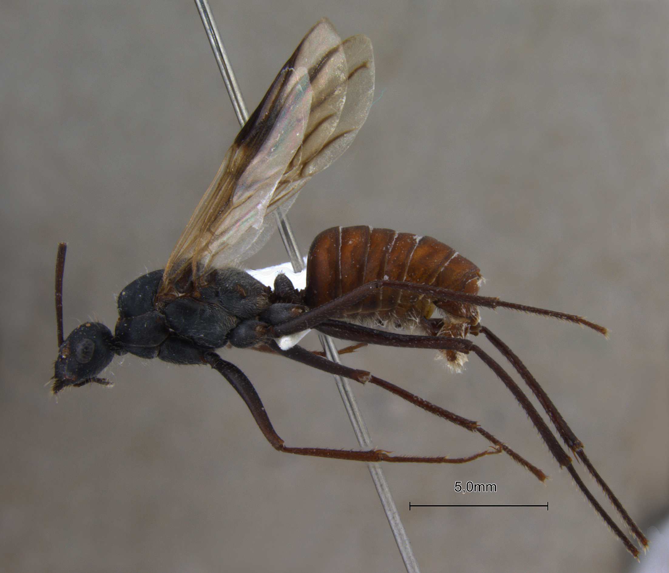 Cataglyphis longipedem male lateral