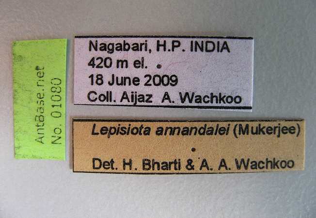 Lepisiota annandalei label