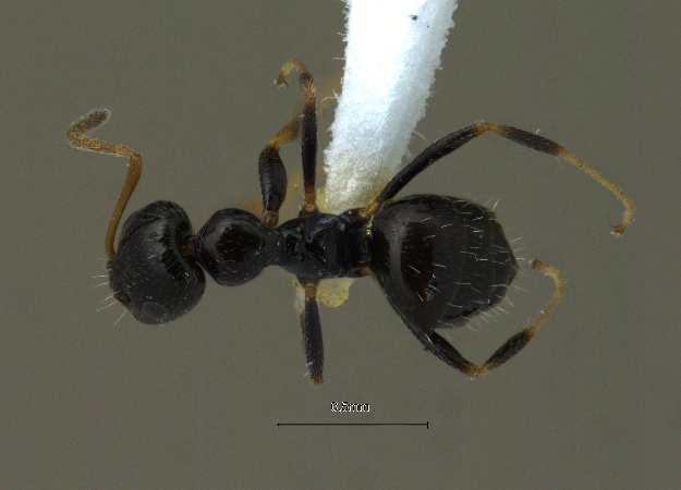 Lepisiota capensis simplex dorsal