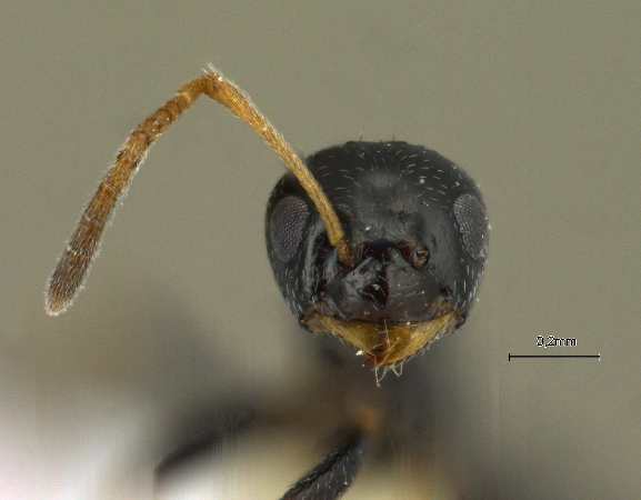 Lepisiota capensis simplex frontal