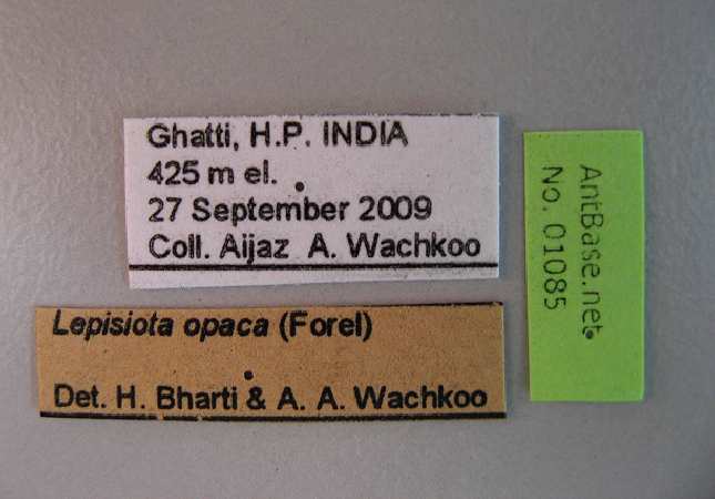 Lepisiota opaca label