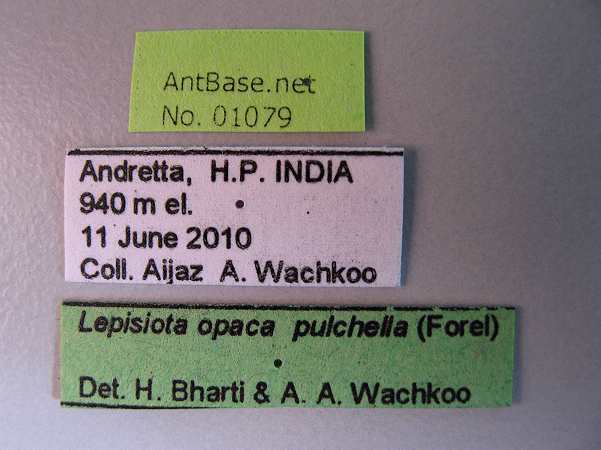 Lepisiota opaca pulchella label