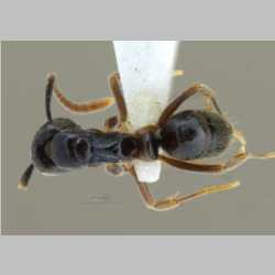 Brachyponera jerdonii (Forel, 1900) dorsal