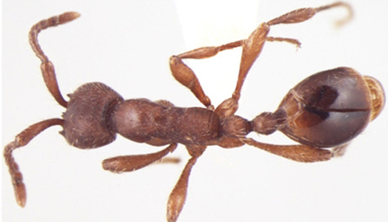 Aenictus indicus dorsal