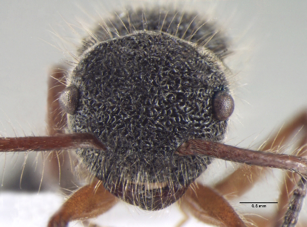 Echinopla cherapunjiensis frontal