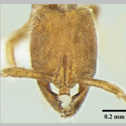 Myopias shivalikensis Bharti & Wachkoo, 2011 frontal