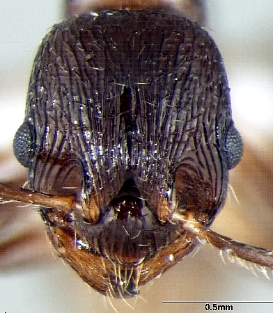 Myrmica elmesi frontal