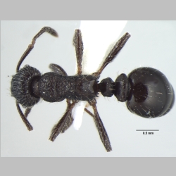 Myrmica nefaria Bharti, 2012 dorsal