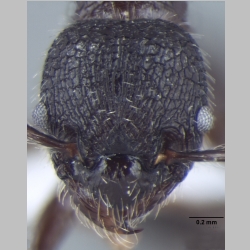 Myrmica nefaria Bharti, 2012 frontal