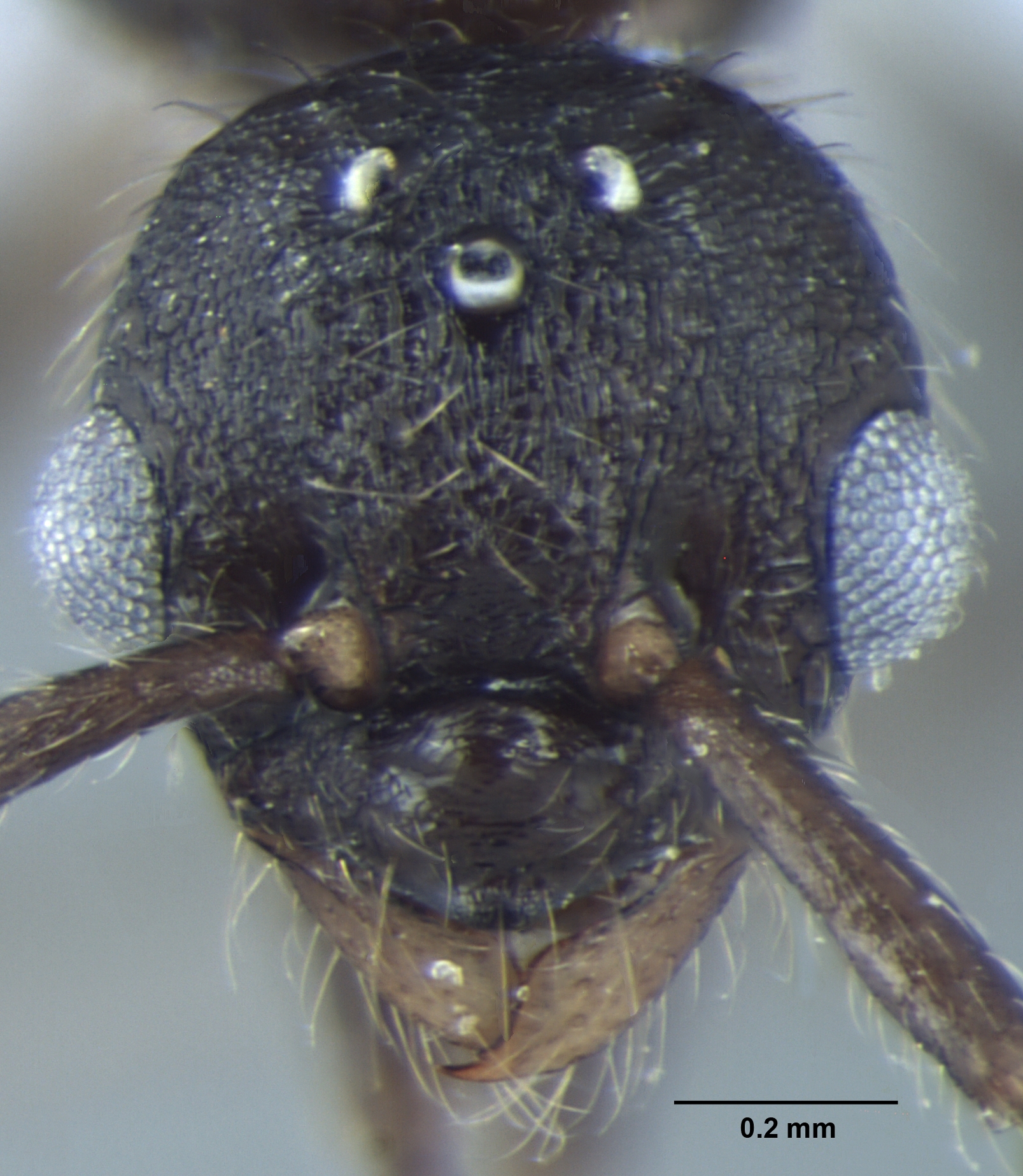 Myrmica nefaria male frontal