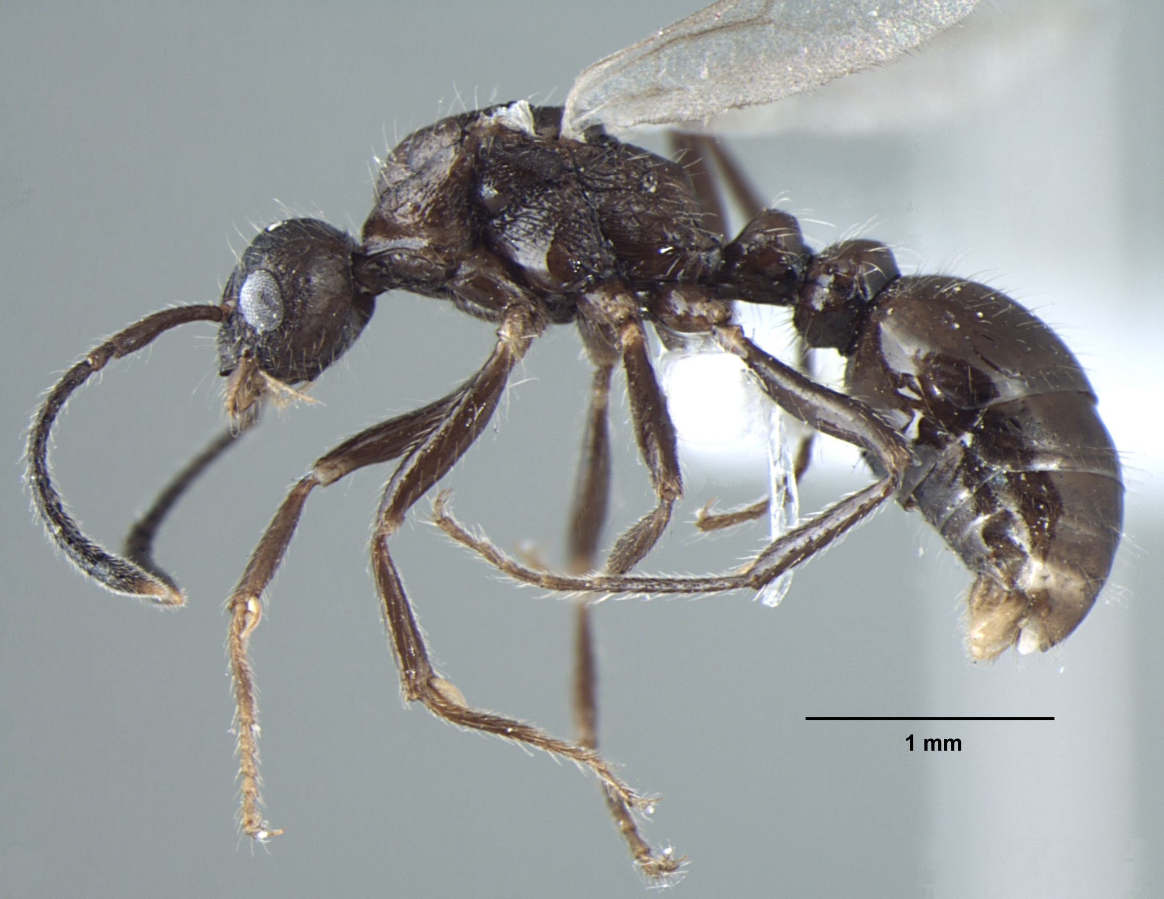 Myrmica nefaria male lateral