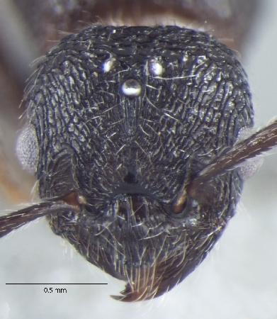 Myrmica nefaria queen frontal