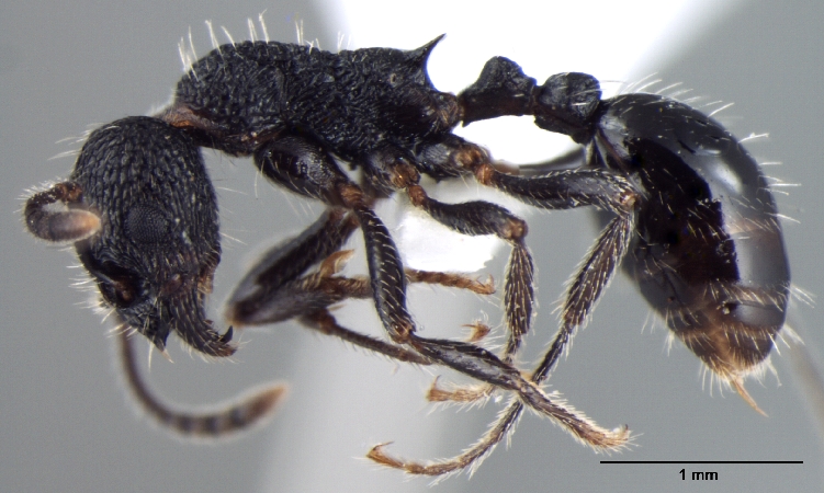 Myrmica rupestris host worker lateral