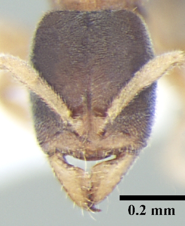 Ponera indica frontal