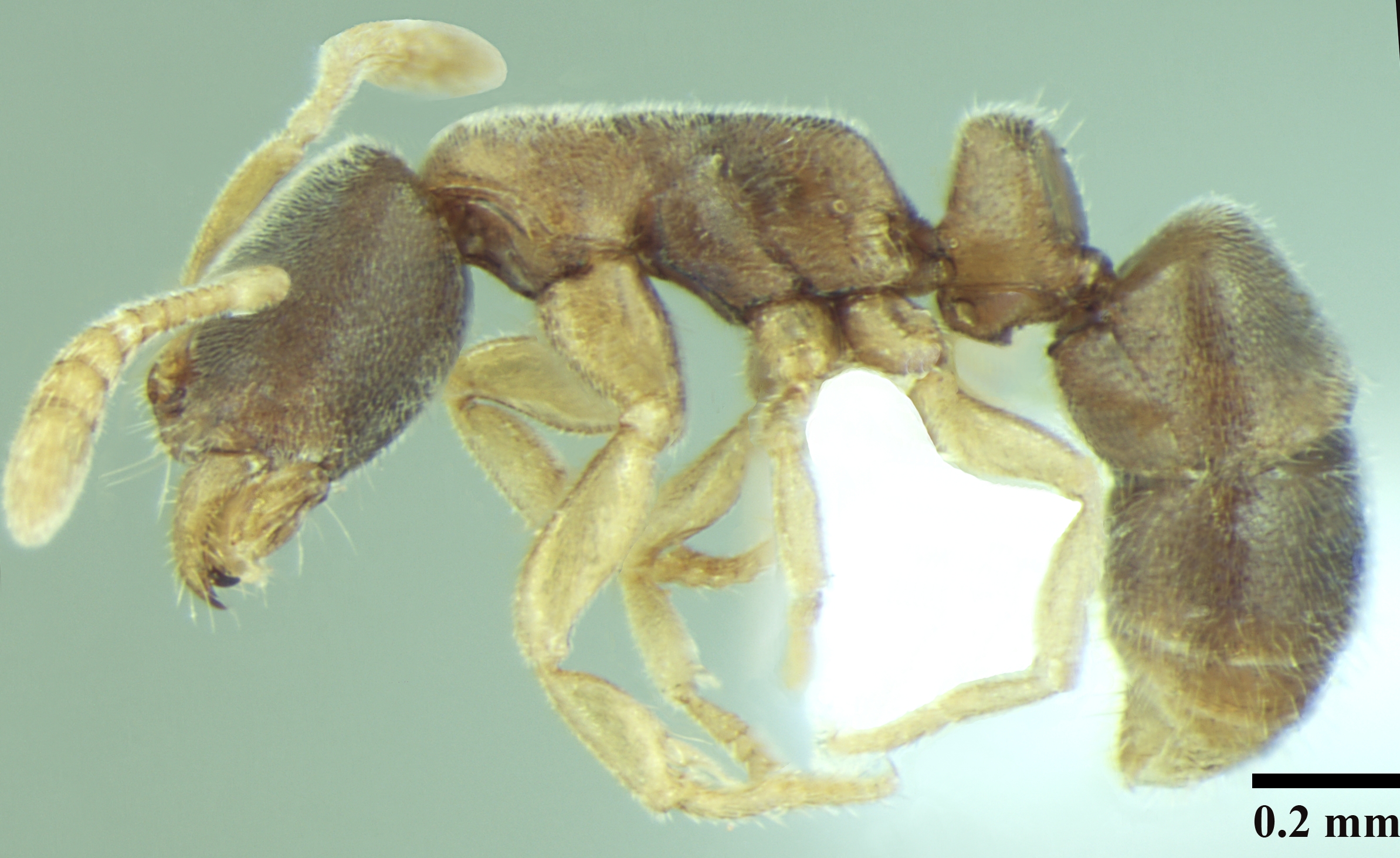 Ponera indica lateral