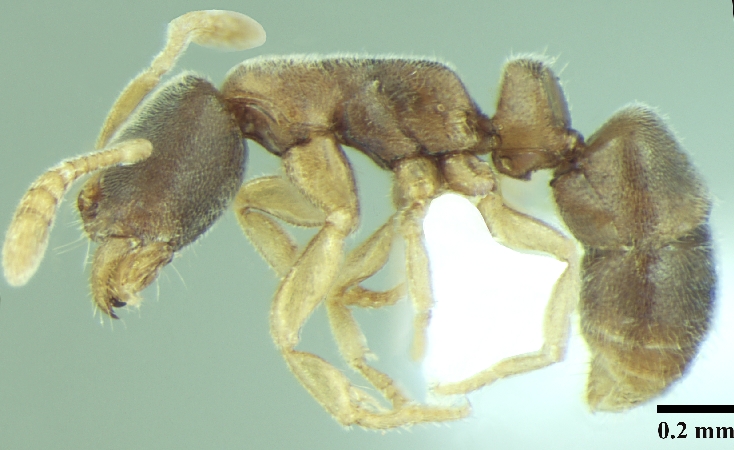 Ponera indica lateral