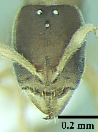 Ponera indica queen frontal