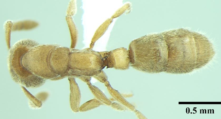 Ponera taylori dorsal