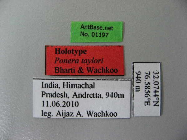 Ponera taylori label