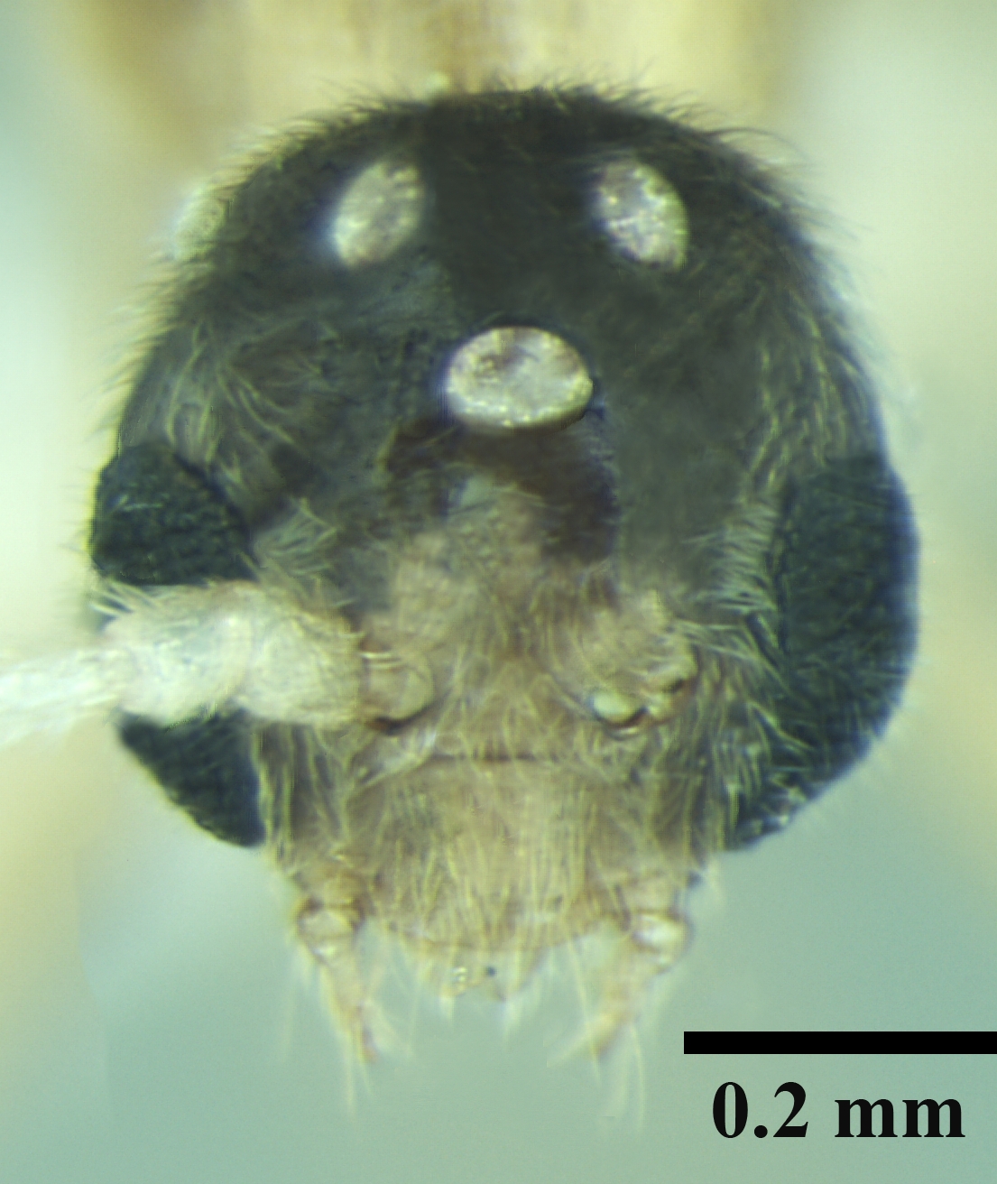 Ponera taylori male frontal