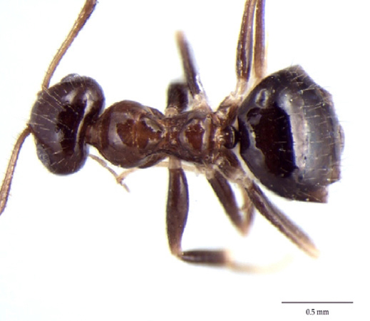 Prenolepsis fisheri dorsal