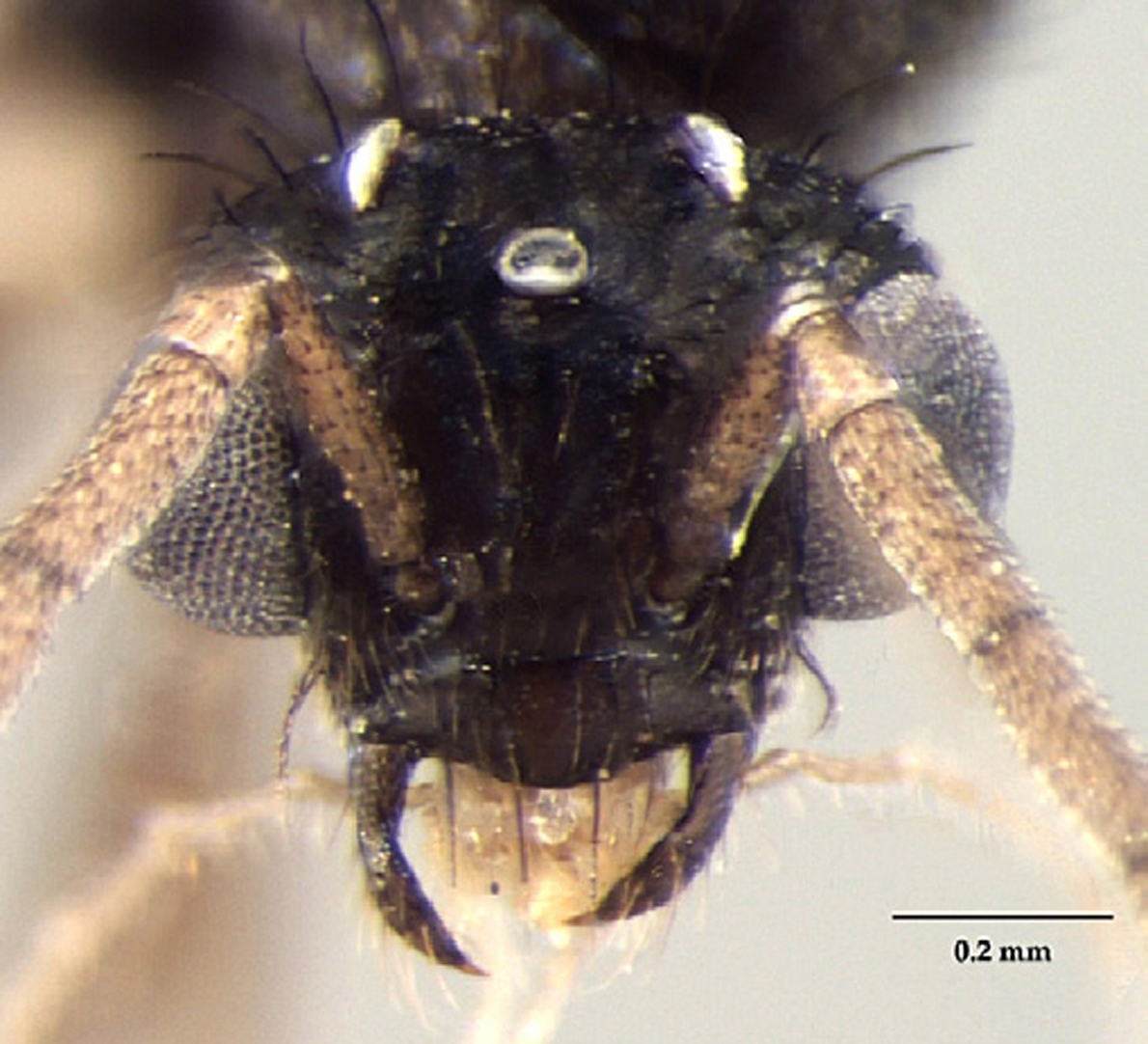 Prenolepsis naoroji male frontal