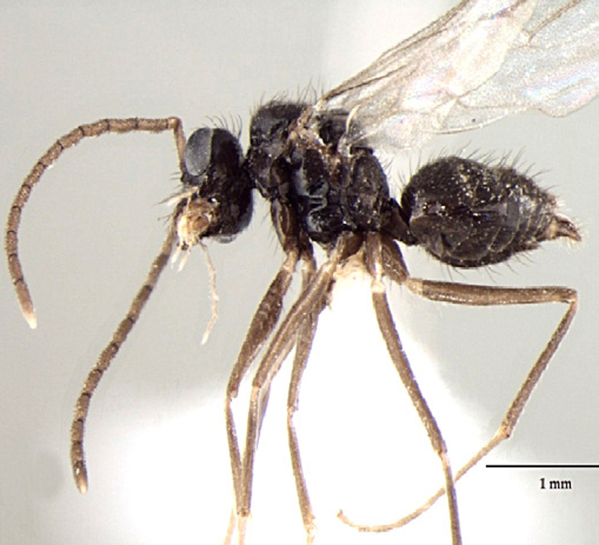 Prenolepsis naoroji male lateral