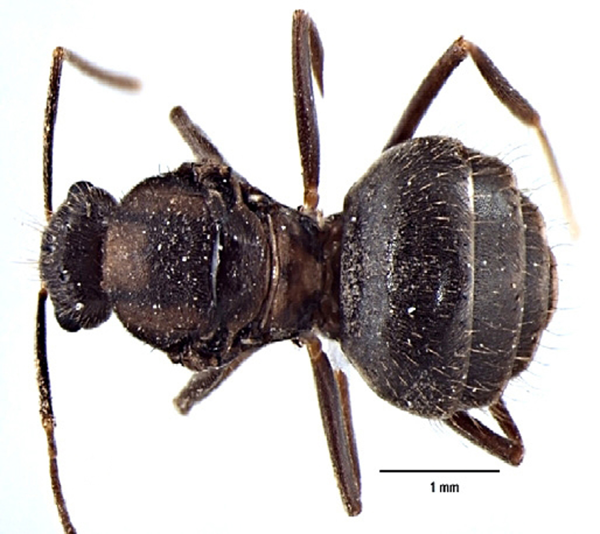 Prenolepsis naoroji queen dorsal