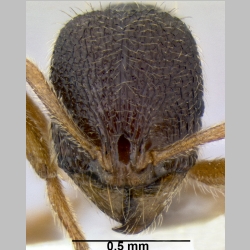 Stenamma jhitingriense Bharti et al., 2012 frontal