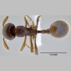 Stenamma wilsoni Bharti et al., 2012 dorsal