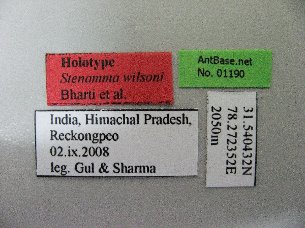 Stenamma wilsoni label