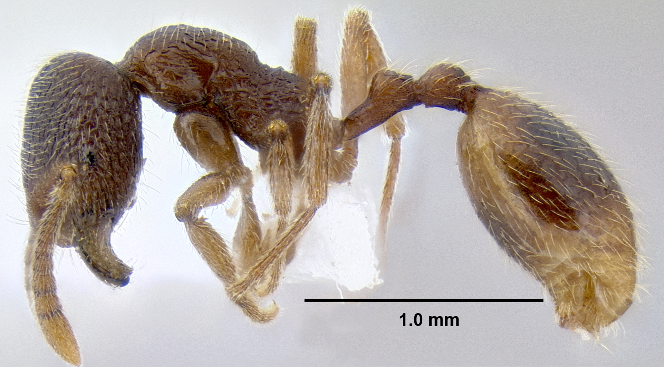 Stenamma wilsoni lateral