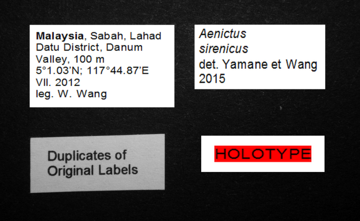 Aenictus sirenicus label