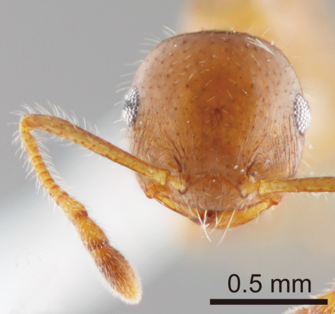 Crematogaster fumikoae frontal