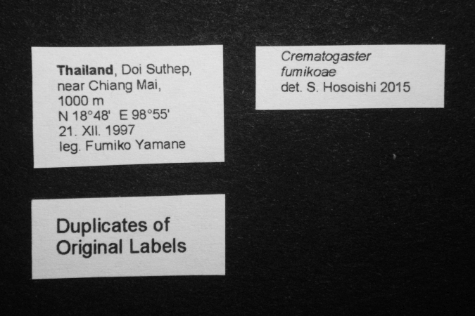 Crematogaster fumikoae label