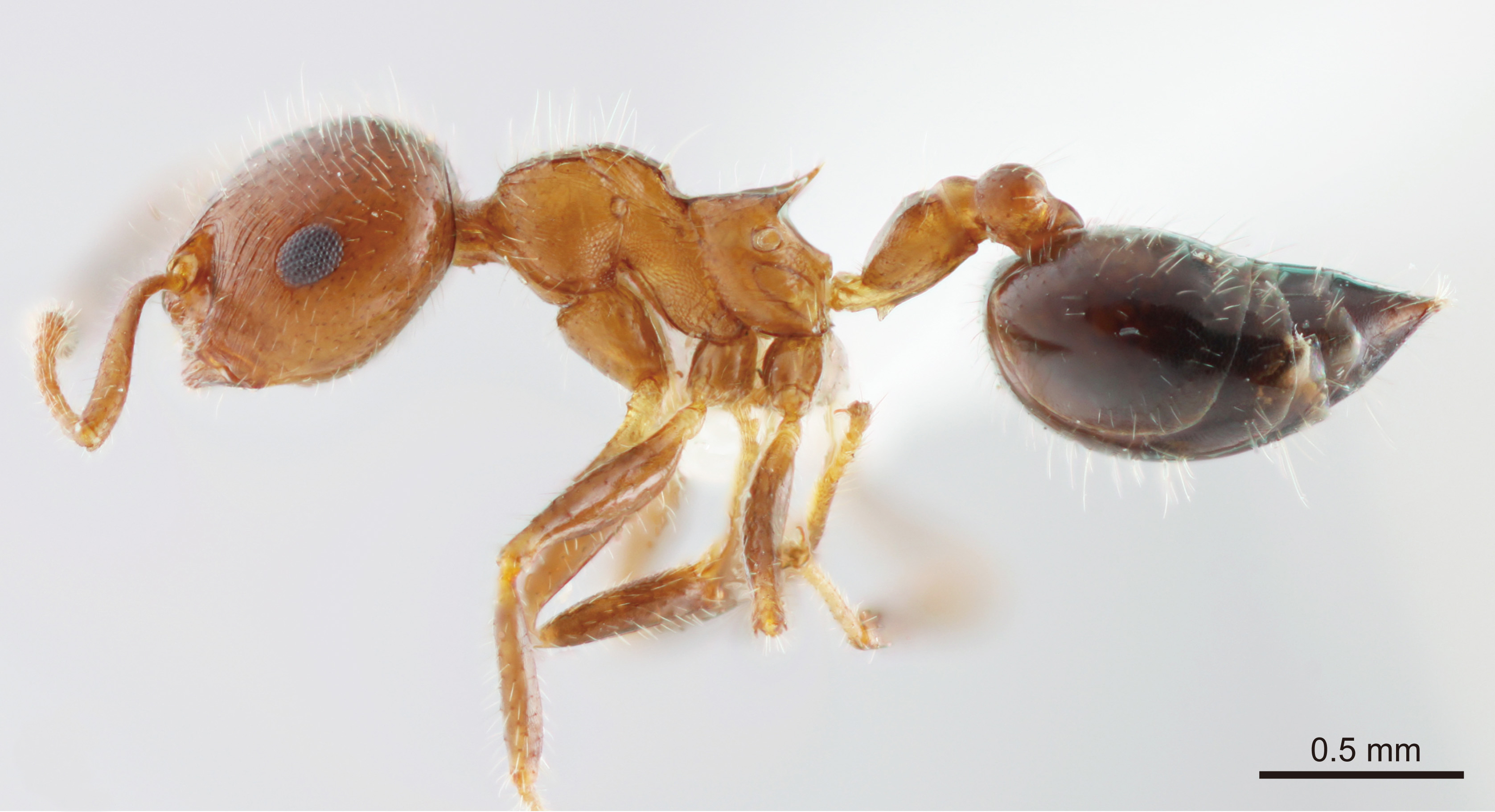 Crematogaster fumikoae lateral