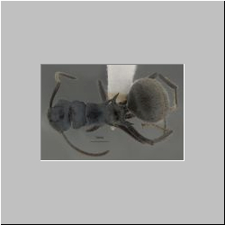 Polyrhachis kohouti Hoffmann 2015 lateral
dorsal