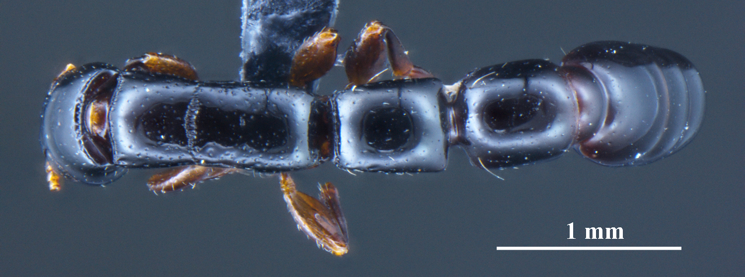 Pristomyrmex pangantihoni dorsal